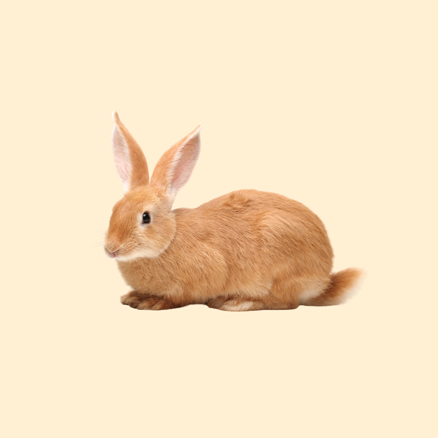 rabbit