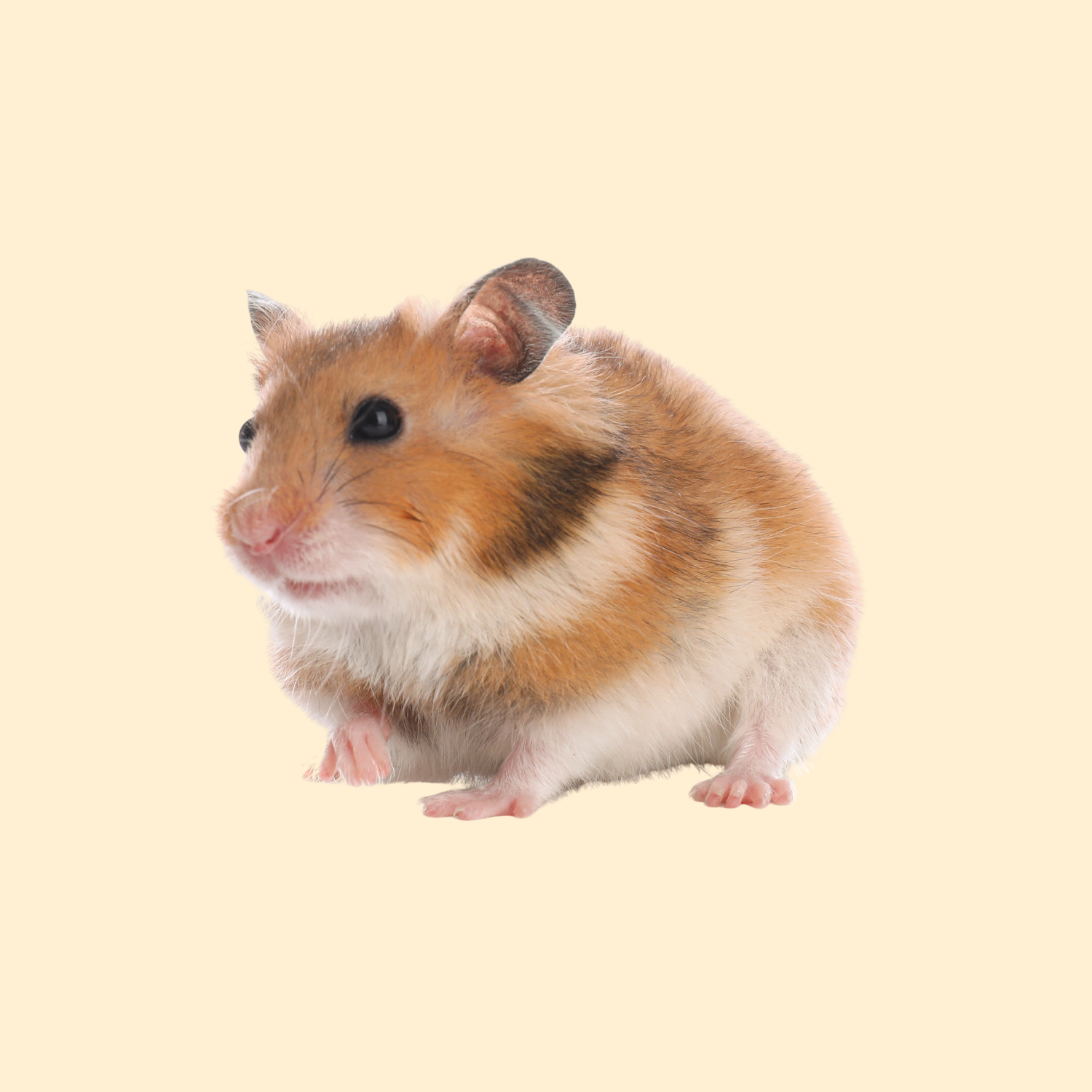 hamster