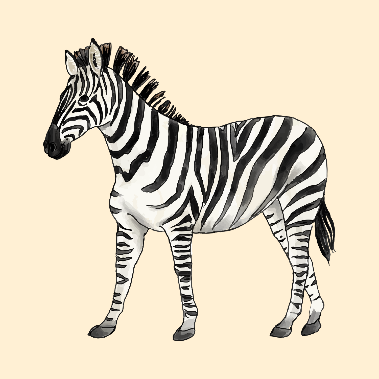 zebra