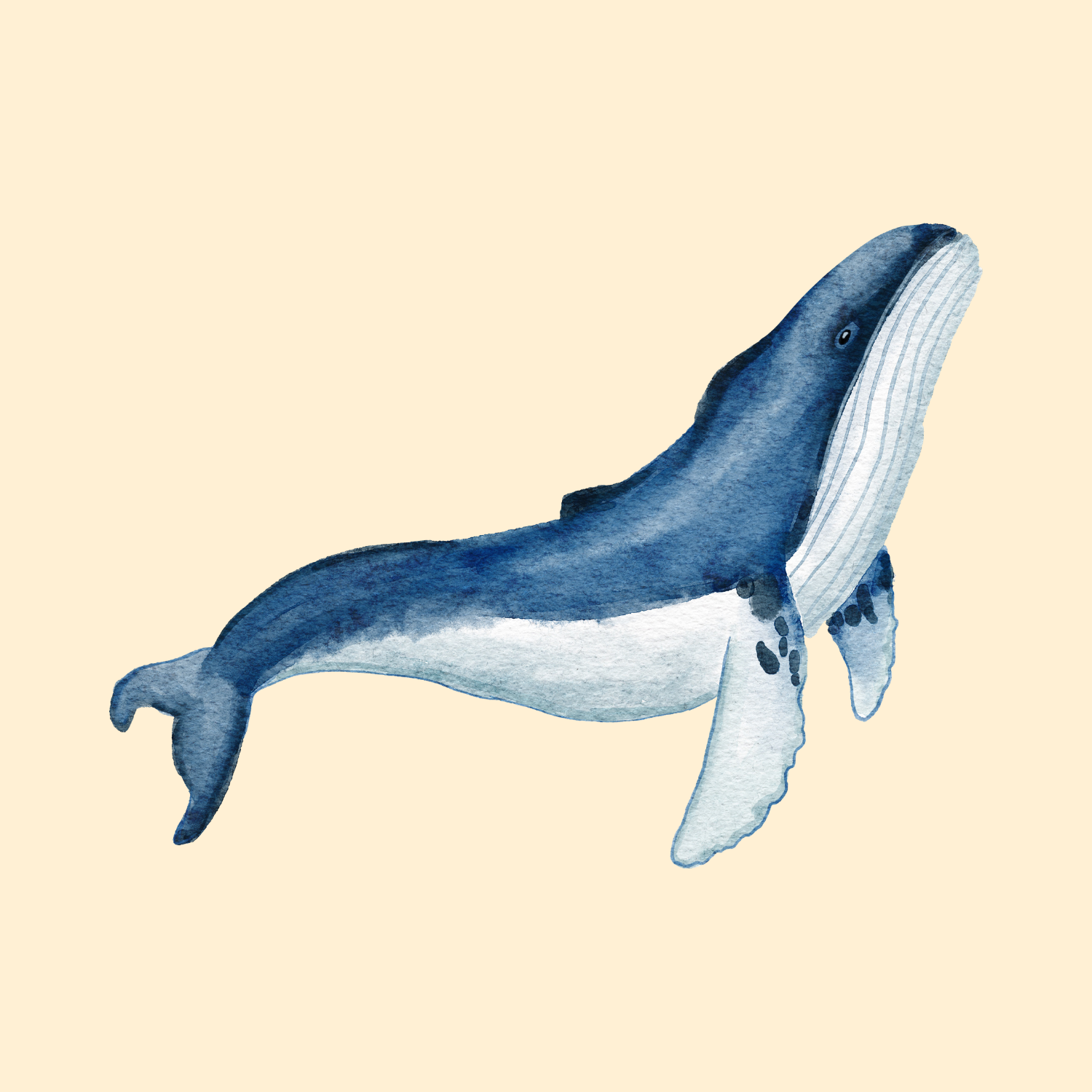 whale
