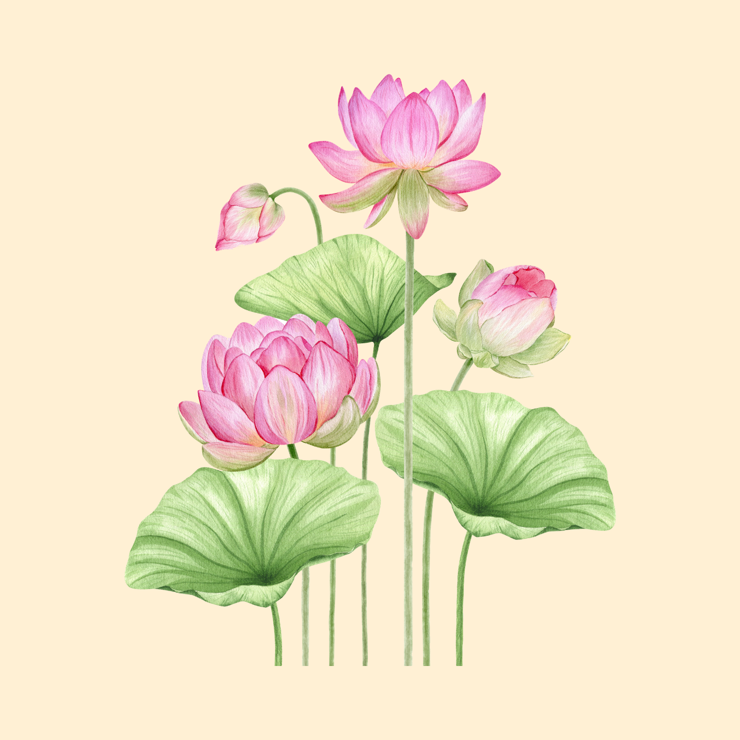 lotus