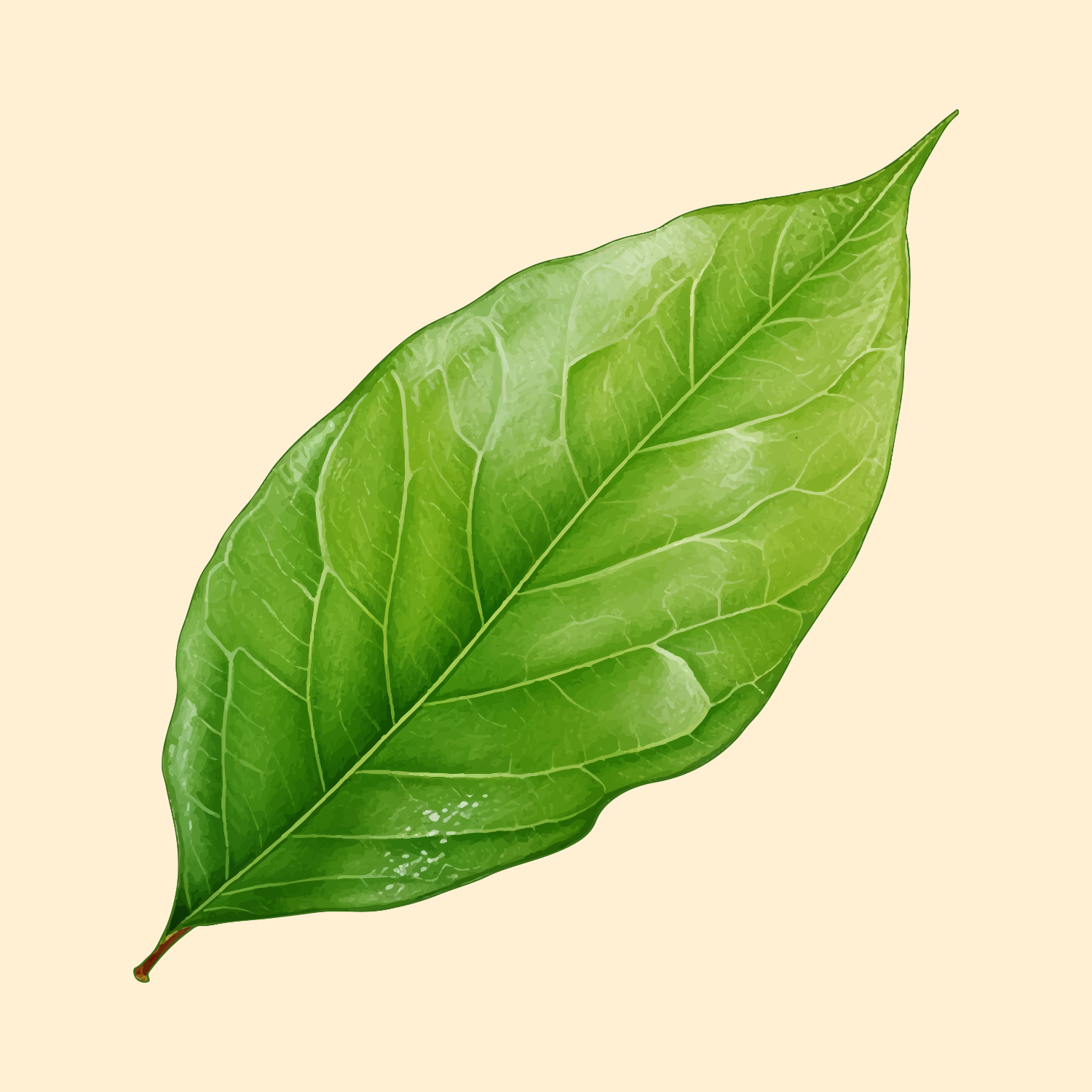 leaf